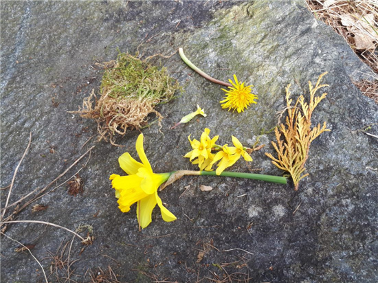 collection of yellow plants