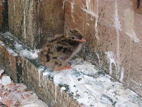 Close up of a tern chick