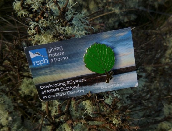 dwarf birch pin badge on backing card which says 'celebrating 25 years of rspb scotland in the flow country' 
