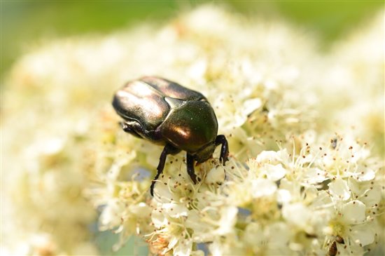 iridescent green brown beetle on white flower