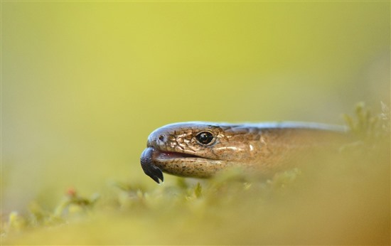 slow worm close up