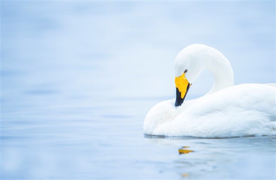 whooper swan on water 