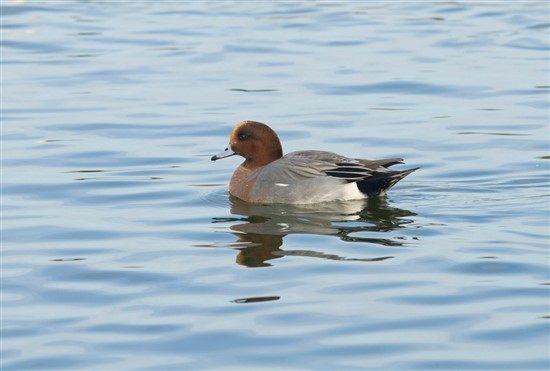 Image shows wigeon surrounded by water