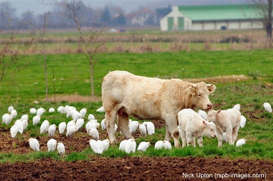 cow stands amongst a flock of egrets