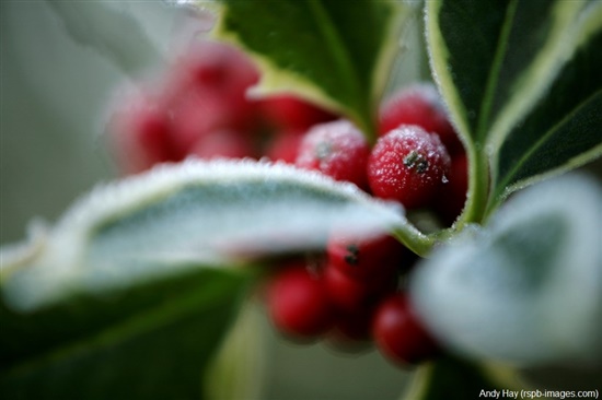 frosted holly berries