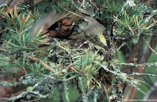 pair of crossbills on scots pine