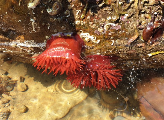 red beadlet anemone on rock