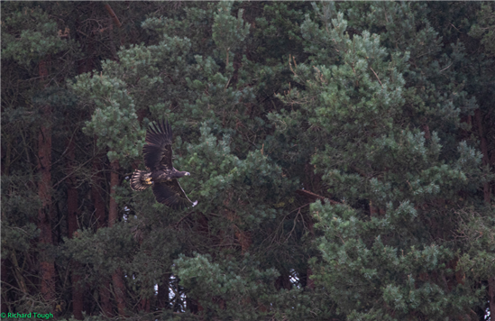 eagle in flight with forest in background