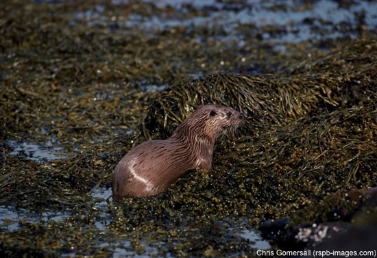 otter amongst seaweed and rocks