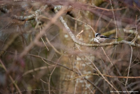 long tailed tit amongst branches