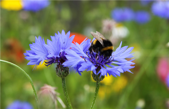 bees on wildflowers