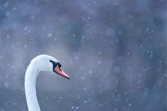 mute swan in with snow falling
