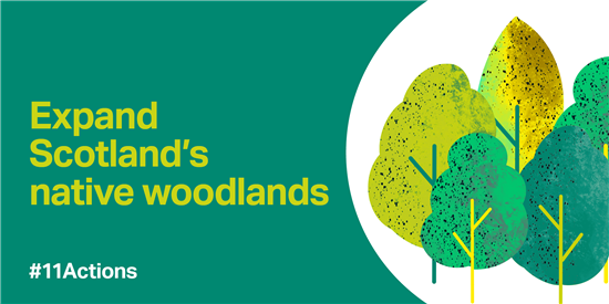 Graphic which reads Expand Scotland's Native woodlands and includes art of trees