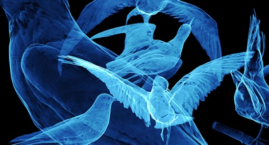 blue ethereal projections of seabirds