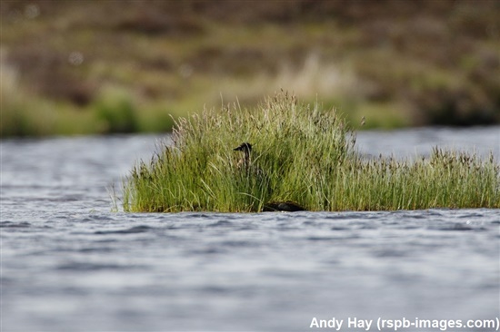 scoter hiding amongst reeds at Forsinard Flows