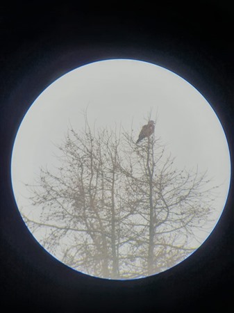 red kite perched on tree in distance