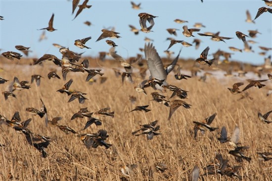 flock of winter birds above field