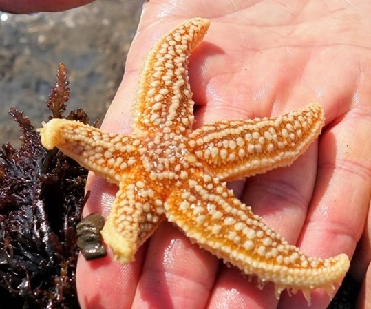 starfish on hand
