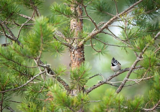 crested tit perched in branches of young pine