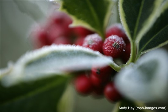 Image is close up of holly berries and leaves which are covered in frost