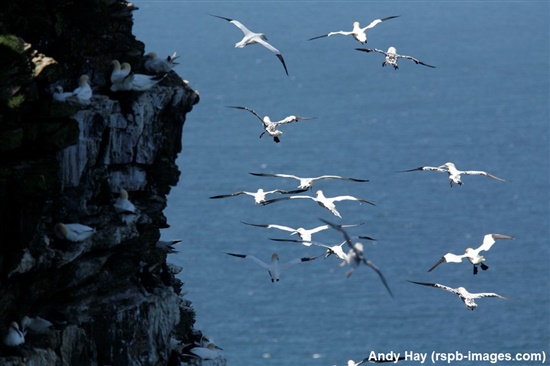 gannets at troup head cliffs