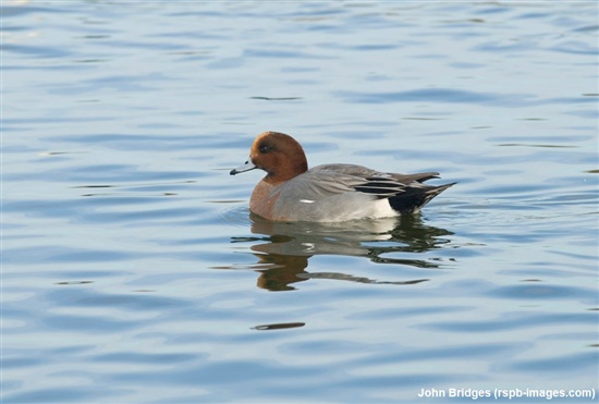 male wigeon on water