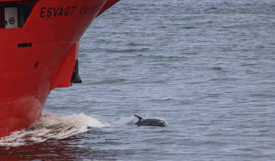 dolphin swims next to ship