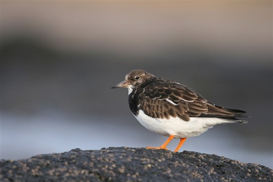  turnstone perched on rock
