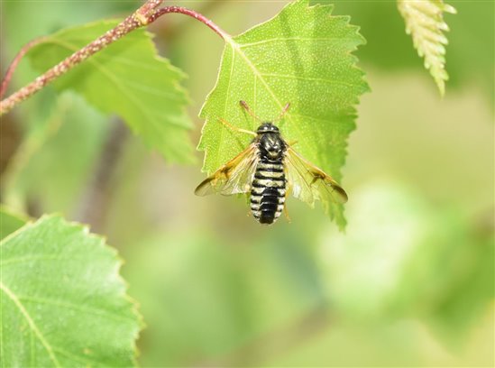 pale yellow and black striped sawfly on leaf