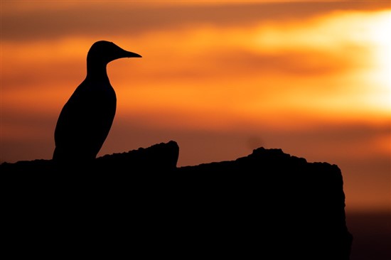 silhouette of guillemot perched on rock