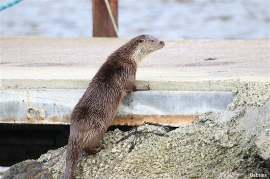 otter climbing up onto a pier
