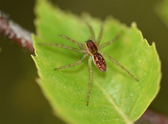 close up of small pale brown spider on leaf