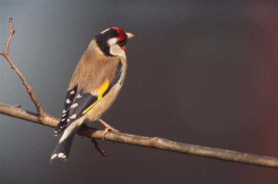 goldfinch perched