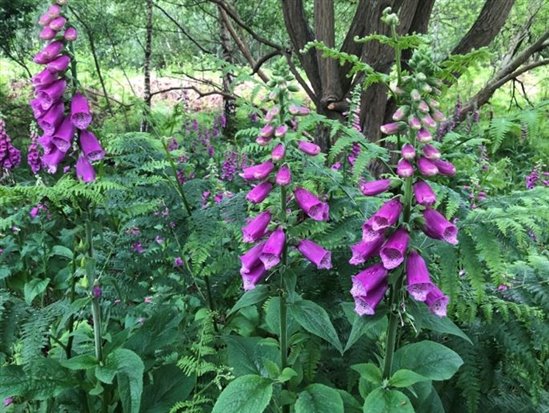 group of foxgloves amongst some trees