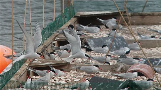 many common terns on raft