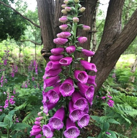 foxglove with tree in background