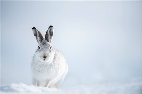 mountain hare in snow