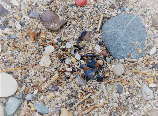 plastic litter on beach