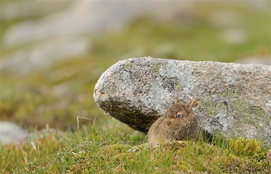 mountain hare in summer coat by rock