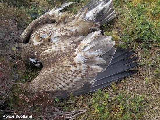 poisoned white tailed eagle on ground