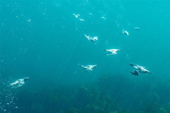 razorbills and guillemots foragin underwater