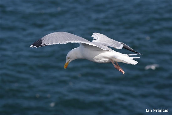 herring gull flying over water