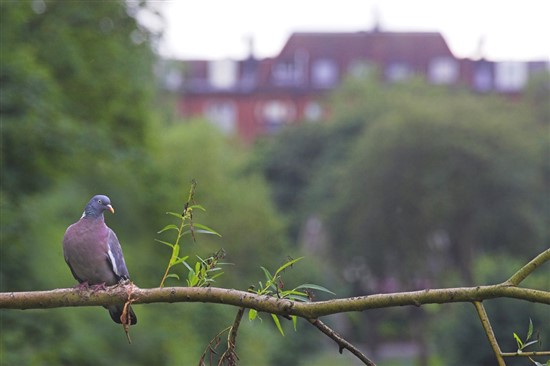 wood pigeon perched on branch in city park