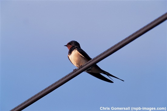 swallow perched on wire