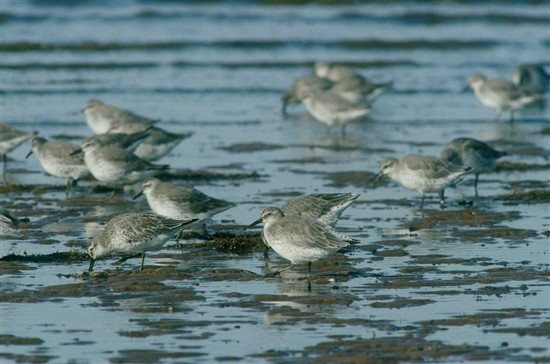 several knot in shallow water feeding