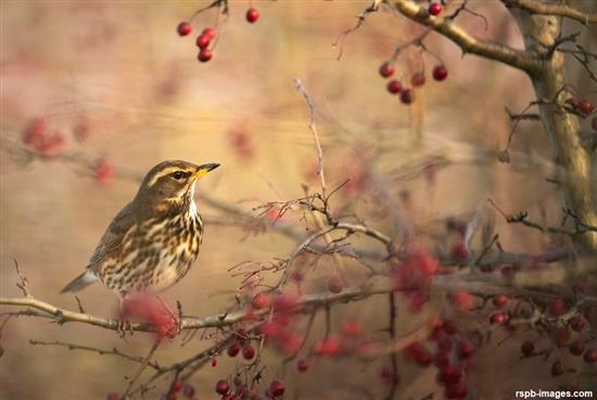 redwing perched on branch surrounded by red berries