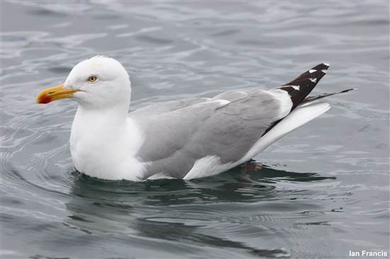 herring gull on water
