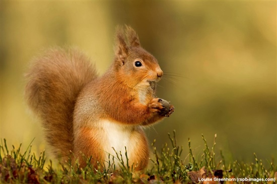 red squirrel feeding on hazelnut