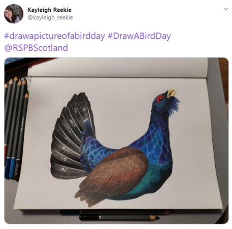 capercaillie drawing