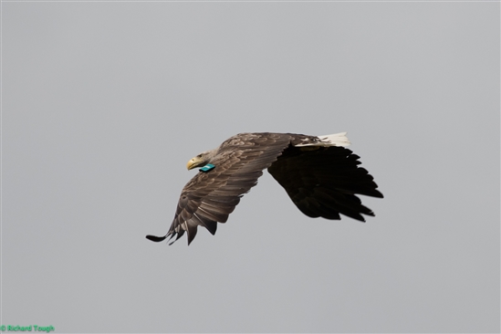sea eagle in flight